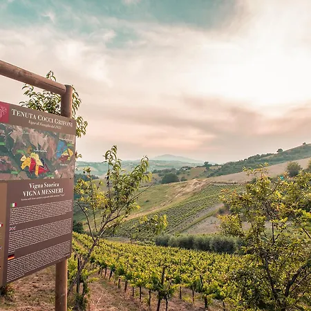 Appartamento Relais Cocci Grifoni - Panoramic Wine Offida